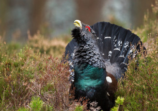 Картинка животные глухари +тетерева птичка