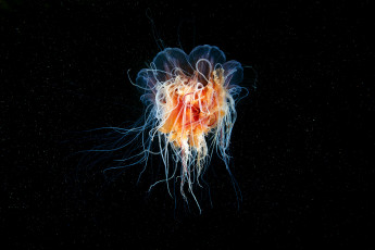 Картинка животные медузы медуза