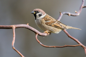 Картинка животные воробьи птичка