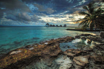 Картинка природа тропики пальмы побережье