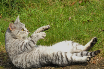 Картинка животные коты кошак котяра поза лапы