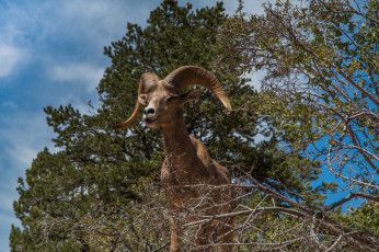 Картинка животные козы козерог