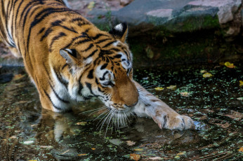 Картинка животные тигры тигр