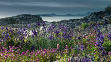 Картинка природа побережье берег море