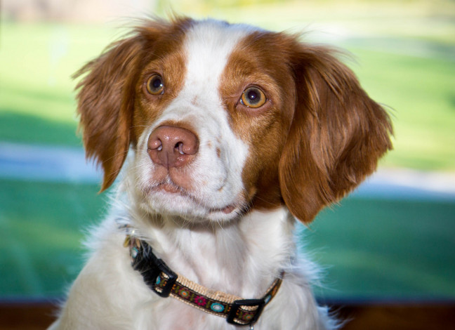 Обои картинки фото животные, собаки, песик