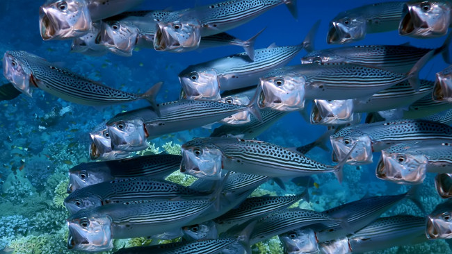 Обои картинки фото животные, рыбы, косяк