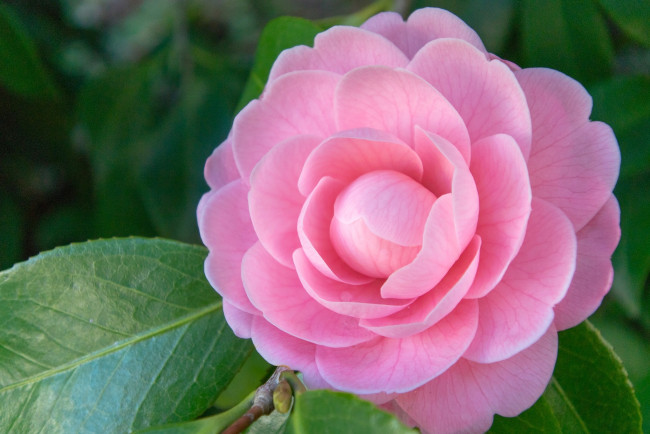 Обои картинки фото цветы, камелии, камелия, лепестки, макро