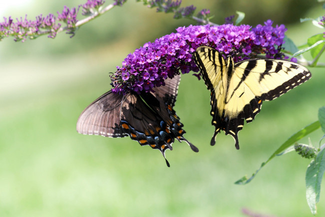 Обои картинки фото животные, бабочки,  мотыльки,  моли, бабочка