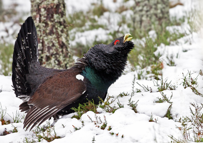 Обои картинки фото животные, глухари,  тетерева, птичка