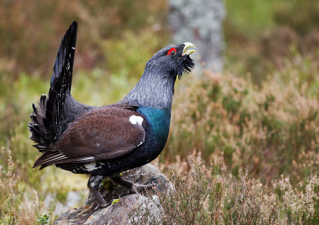 Обои картинки фото животные, глухари,  тетерева, птичка