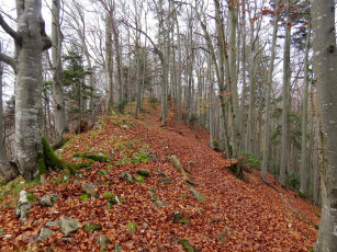 Картинка природа лес осень