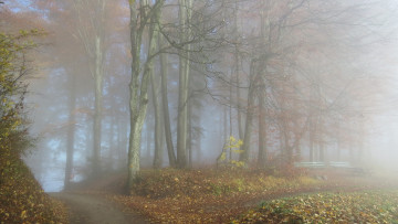 Картинка природа лес туман