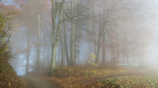 Обои картинки фото природа, лес, туман