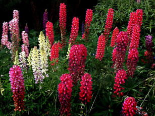 Картинка цветы люпин разноцветный