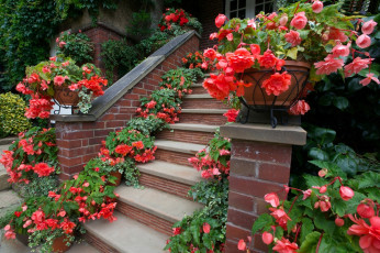 Картинка цветы бегония цветочные горшки ступени