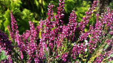 обоя цветы, вереск,  эрики, розовый