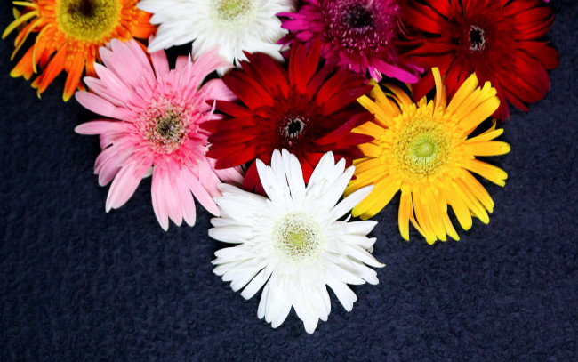 Обои картинки фото цветы, герберы, разноцветные