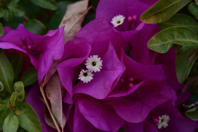 Обои картинки фото цветы, бугенвиллея, розовая, бугенвилея, макро