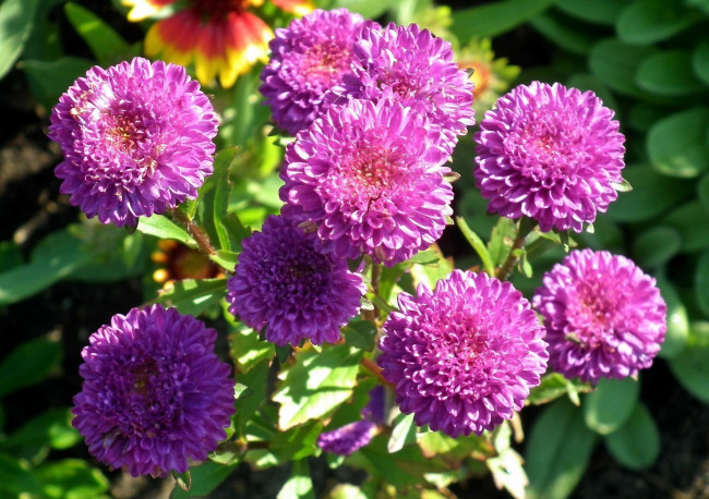 Обои картинки фото цветы, астры, розовые