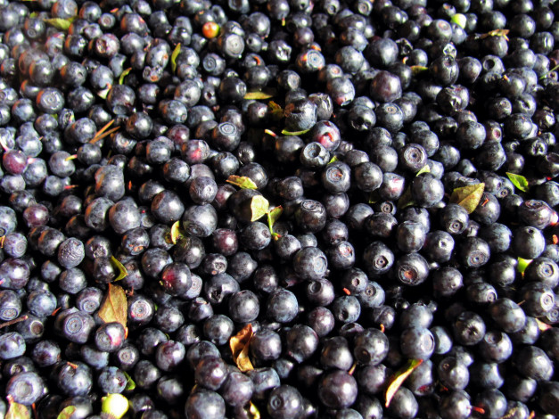 Обои картинки фото еда, голубика,  черника, ягоды, черника, лесная