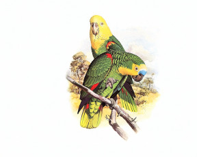 обоя рисованное, животные,  птицы,  попугаи, попугаи, пара, ветка