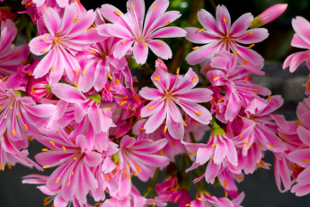 Картинка цветы левизия розовые