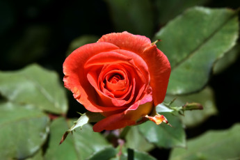 Картинка цветы розы алая роза бутон