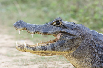 Картинка животные крокодилы пасть