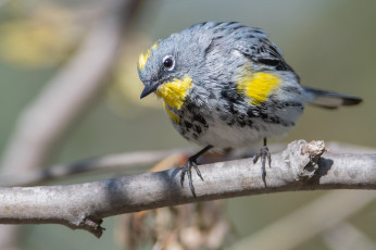 Картинка животные птицы птица