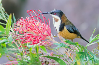 Картинка животные птицы птица