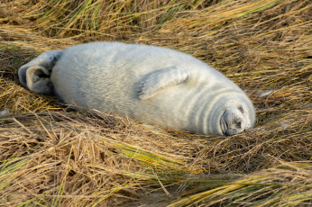 Картинка животные тюлени +морские+львы +морские+котики спит