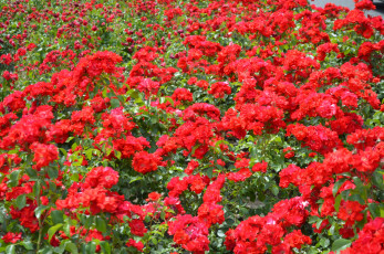 Картинка цветы розы алые много