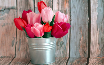 Картинка цветы тюльпаны бутоны