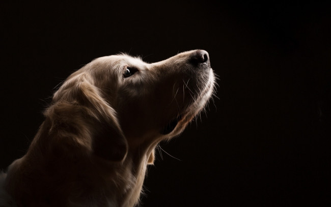 Обои картинки фото животные, собаки, собака