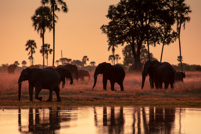 Обои картинки фото животные, слоны