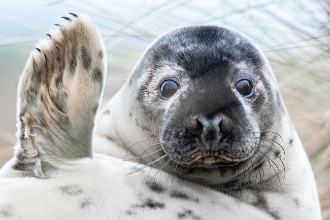 Обои картинки фото животные, тюлени,  морские львы,  морские котики, лапка