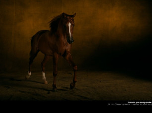 Картинка животные лошади