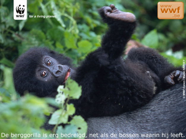 Обои картинки фото животные, обезьяны