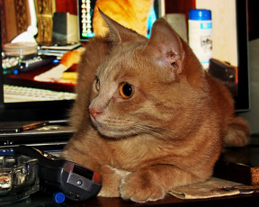 Картинка животные коты