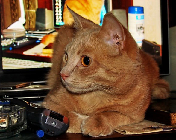 Обои картинки фото животные, коты