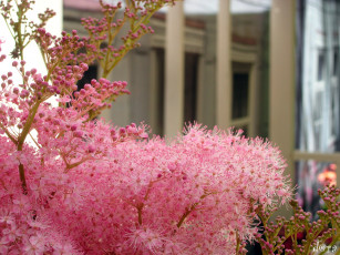 Картинка цветы астильбы