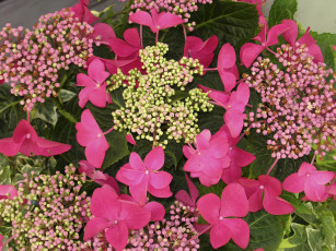 Картинка цветы гортензия