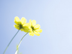 Картинка цветы космея