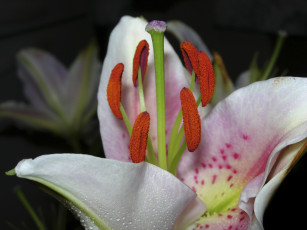 Картинка цветы лилии лилейники