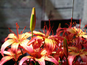 Картинка цветы лилии лилейники