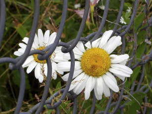 Картинка цветы ромашки