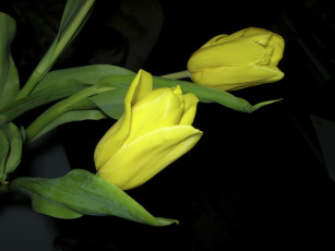 Картинка цветы тюльпаны