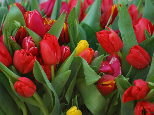 Картинка цветы тюльпаны