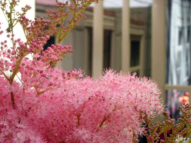 Обои картинки фото цветы, астильбы