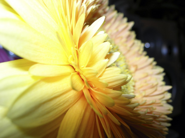 Обои картинки фото цветы, хризантемы